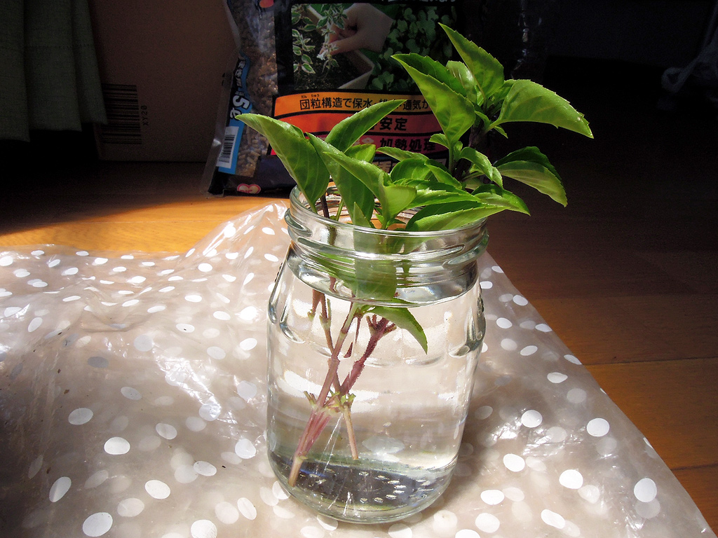 挿し木したバジル アジャカの苗を鉢に植え替える デリシャスガーデン