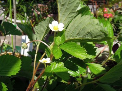 ワイルドストロベリーの小さな白い花