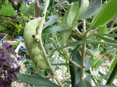 オリーブの葉をむさぼり食うスズメガの幼虫