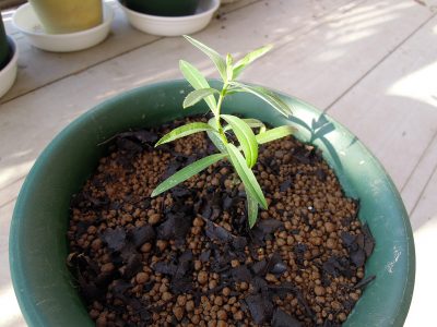 挿し木して芽が伸びだしたミントマリーゴールドを鉢に植え替える