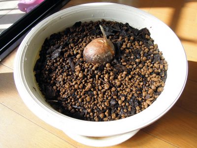 芽を出したアボカドを鉢に植え替える