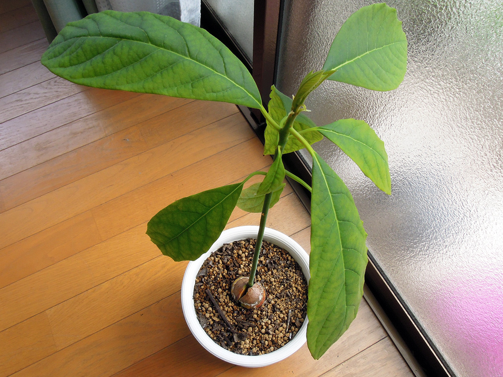 昨年 16 発芽して鉢に植え替えたアボカドの近況と新しい種の発芽のご報告 デリシャスガーデン
