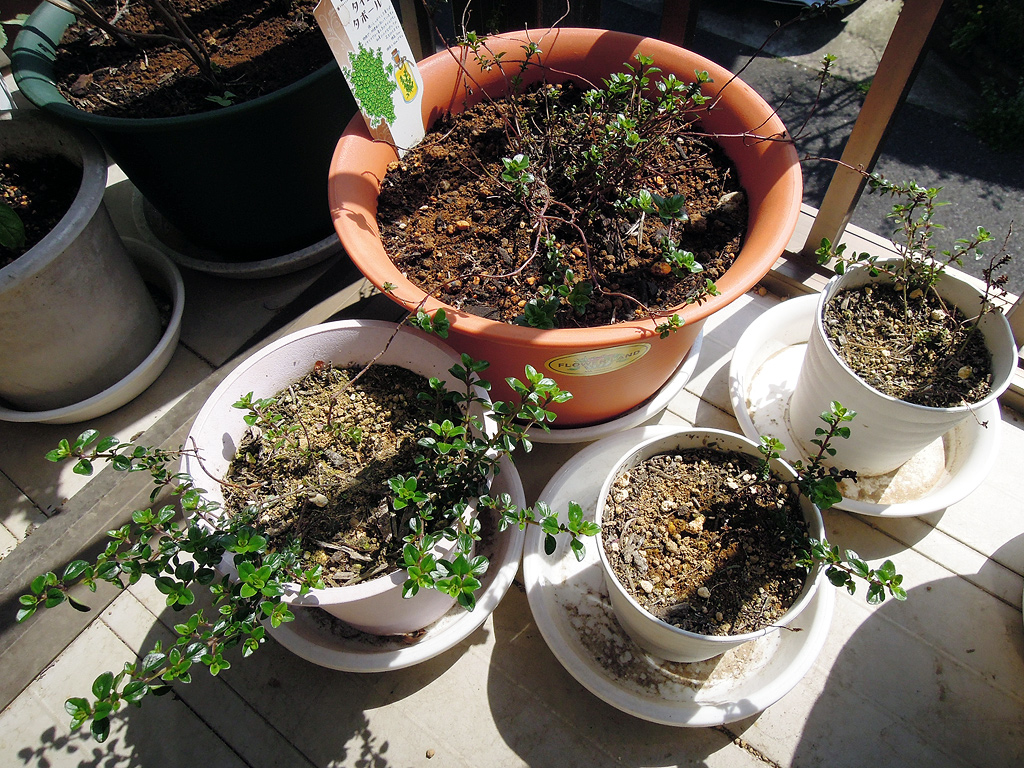 圧条法 茎伏せ で殖やしたタイム タボールの子株を鉢に植え替える デリシャスガーデン