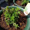 圧条法（茎伏せ）で増やしたオレガノ シュープリームの子株を鉢に植え替え、親株は地植えに