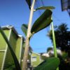 今年（2017）も現れたスズメガの幼虫にオリーブのフラントイオの葉を食われる