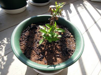 冬越しして2017年の春を迎え、根元から新芽を出したミントマリーゴールドの子株