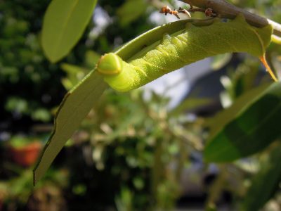 シプレッシーノの葉をむさぼり食うススメガの幼虫