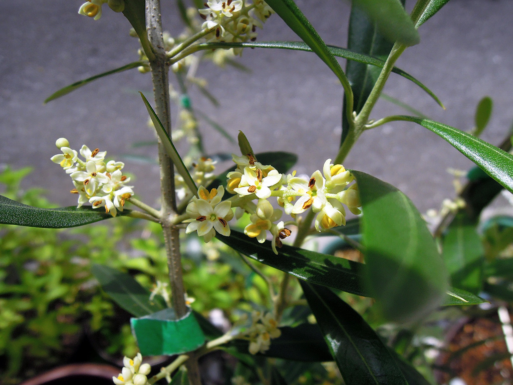 復活したオリーブのネバディロブランコの開花と結実 デリシャスガーデン