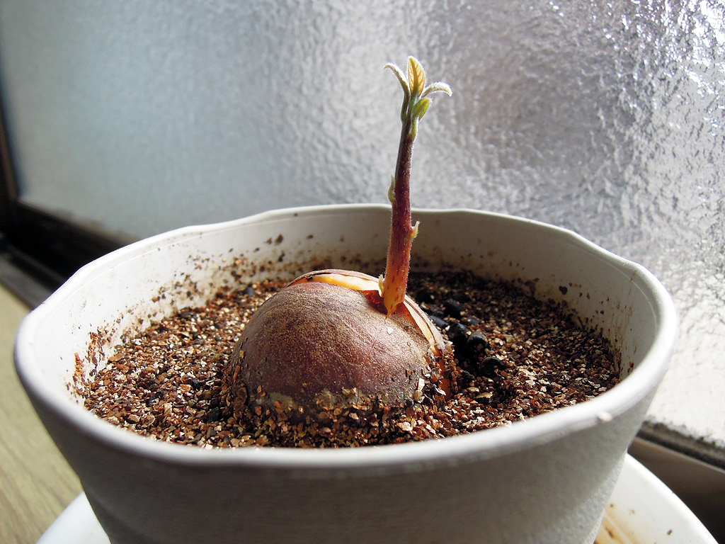 屋内で育てているペルー産アボカドの植え替え デリシャスガーデン