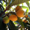 庭のビワの木にたくさん実がなったので、収穫してビワジャムをつくってみた
