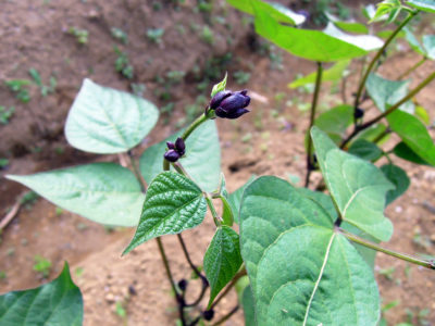 莢が濃い紫色になるほうのファジョリーニ・ミスティの花芽