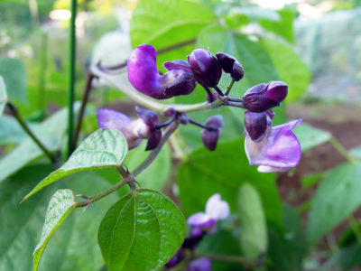 莢が濃い紫色になるファジョリーニ・ミスティの花