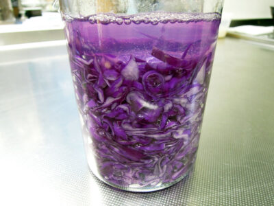 紫キャベツのザワークラウト、キャベツと塩のみ、仕込んで２日目
