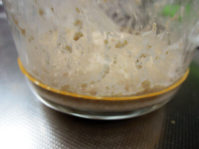 ワイルドストロベリー（葉）酵母エキスと全粒粉をよく混ぜて中種を仕込んでみる