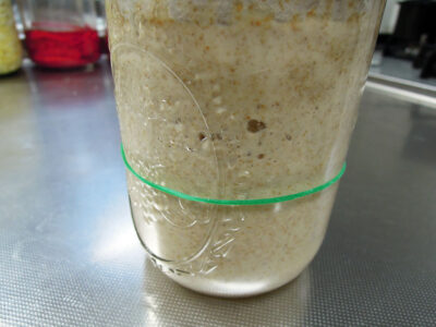 冷蔵庫に保存してある発芽玄米酵母の中種の継ぎ足し