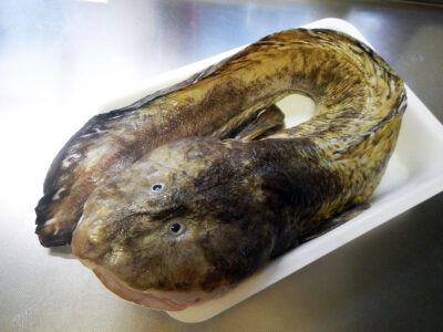 ライフ・ビエラ蒔田店で購入した珍しい魚「たなかげんげ」