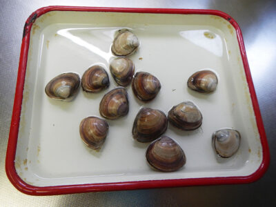 ライフ・ビエラ蒔田店で購入した福岡県産のしおふき貝