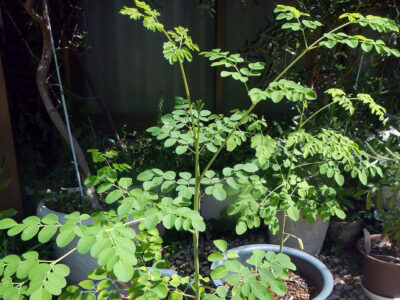 種から育てた鉢植えのモリンガ