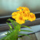ミントマリーゴールドの花