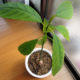 植え替えて５ヶ月弱で大きく成長したアボカド